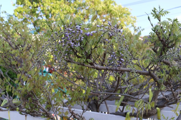 今日の『花日記』は・・サムネイル