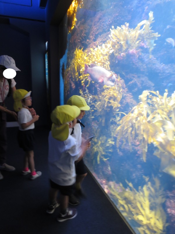 5月晴れ☀（5月15日）新江ノ島水族館に親子遠足に行きました💓サムネイル