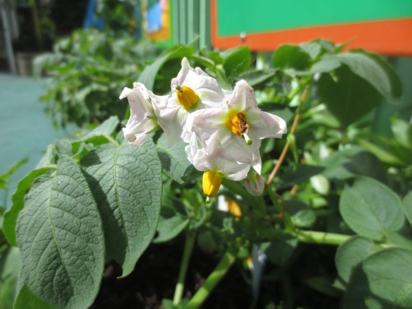 野菜のお花が咲きました💓サムネイル