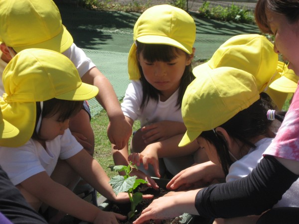 野菜の苗を植えたよ☆菊組・小桜組サムネイル