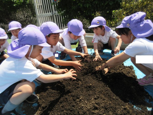 じゃがいも＆とうもろこし、植えたよ～！！（藤組）サムネイル