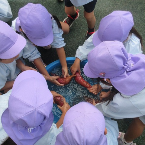 藤組さんが焼き芋をつくってくれました(^^♪～サムネイル